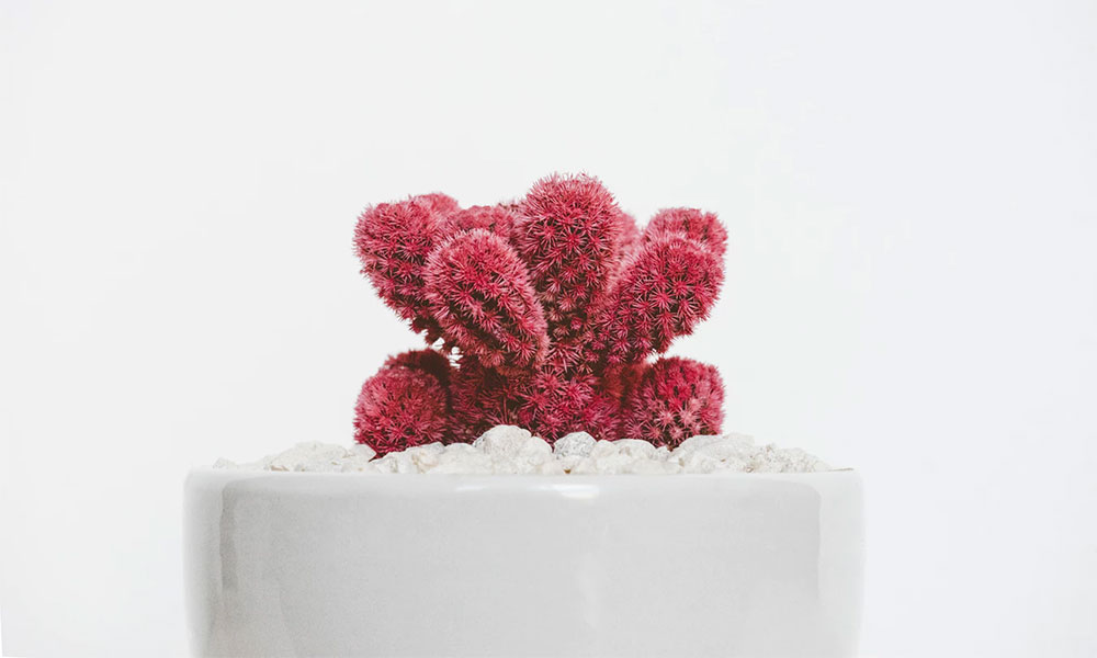 Gallery Post with Slideshow Enabled